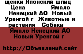 щенки Японский шпиц › Цена ­ 35 000 - Ямало-Ненецкий АО, Новый Уренгой г. Животные и растения » Собаки   . Ямало-Ненецкий АО,Новый Уренгой г.